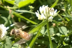 bee-clover-action-shot