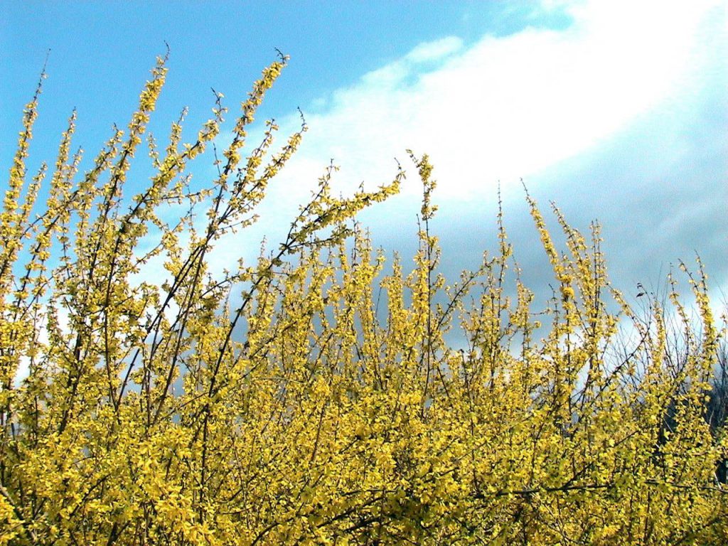 Forsythia