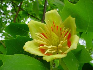 Tulip Poplar