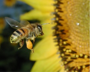 Photo courtesy of Wikipedia (Original uploader was Pollinator)