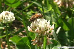 BusyBeePoster