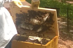Burr comb in the feeder