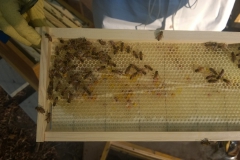 WP_20140511_015-pollen