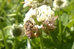 bee-clover1