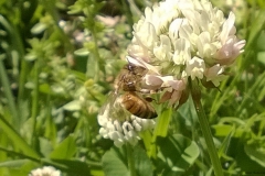 bee-clover2
