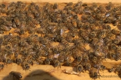 bee-frame