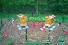 bee-secure.jpg