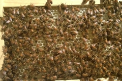 bees-drawing-wax