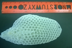 burr-comb-closeup