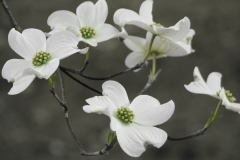 dogwood