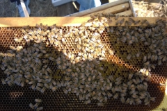 ocba-field-day
